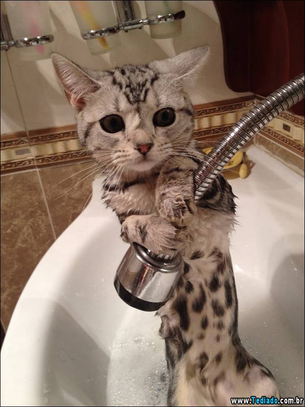 PUBLISHED by catsmob.com