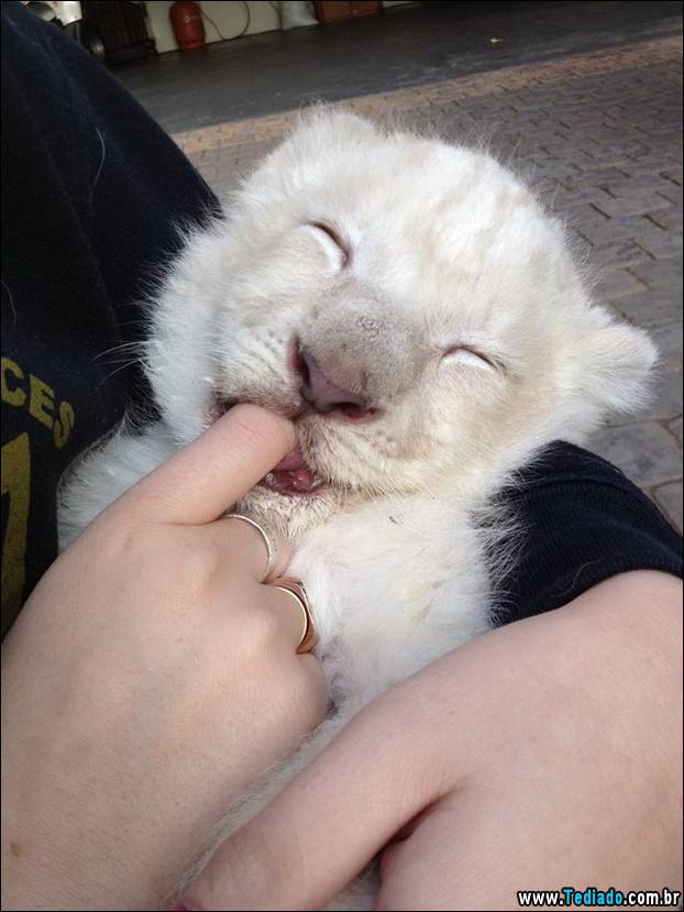 PUBLISHED by catsmob.com