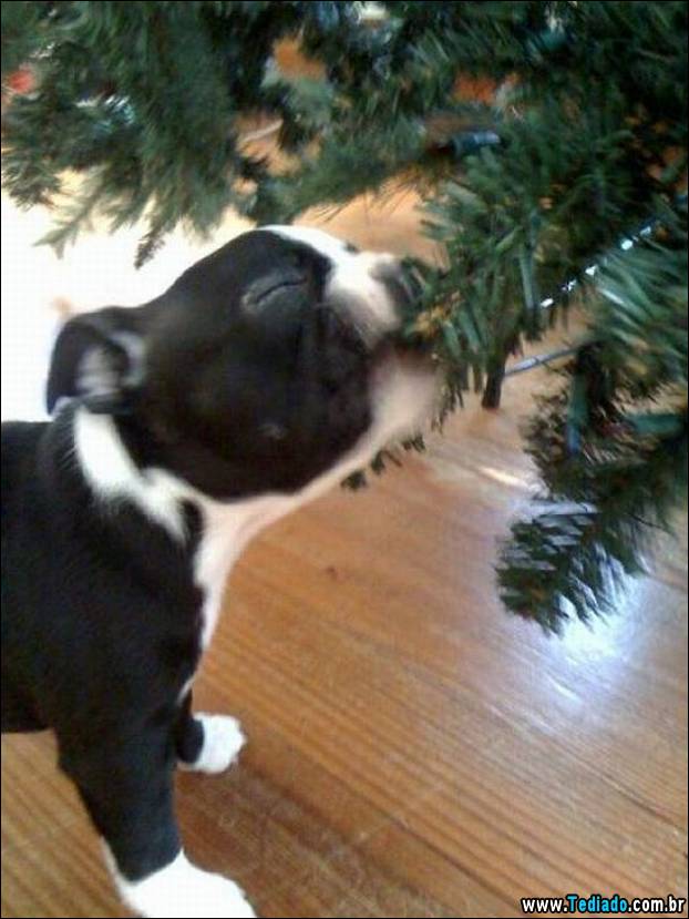 PUBLISHED by catsmob.com