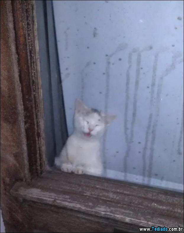 PUBLISHED by catsmob.com