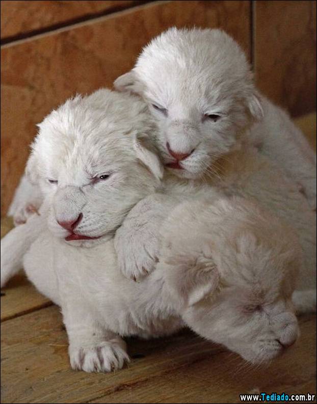 PUBLISHED by catsmob.com