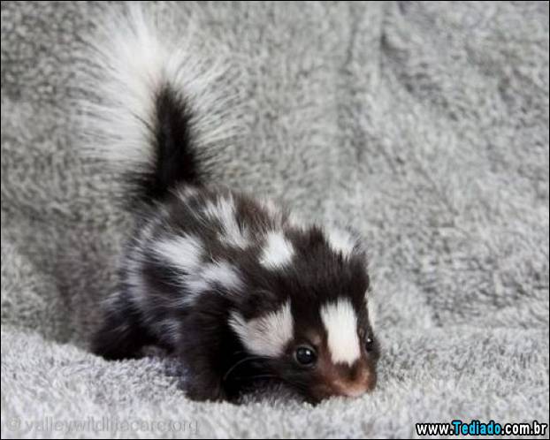 PUBLISHED by catsmob.com