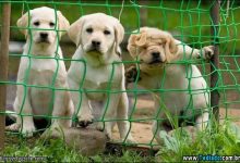 Animais bonitos e engraçados (36 fotos) 11