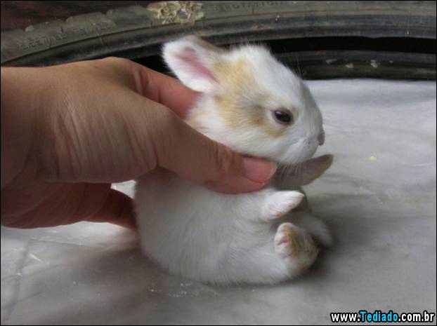 PUBLISHED by catsmob.com