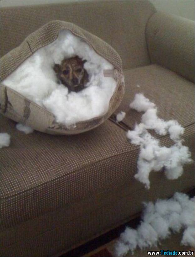 PUBLISHED by catsmob.com