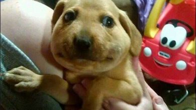 Top 11 cães que levou picadas de abelhas 7