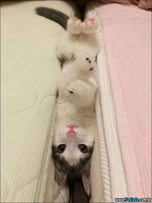 PUBLISHED by catsmob.com