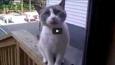 Esse gato deve ser de outro planeta 9