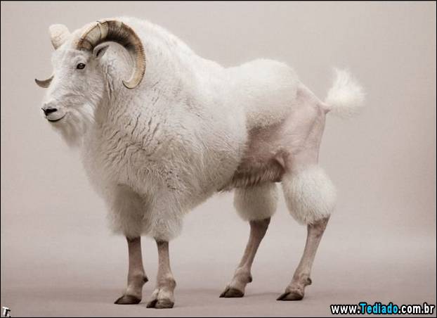 imagens_diversas_31
