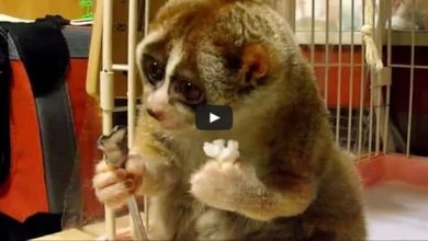 Conheça Lóris a criatura mais adorável que você vai ver 8