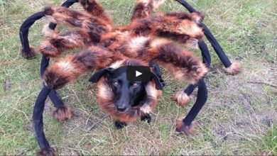 Pegadinha: Cachorro aranha 4