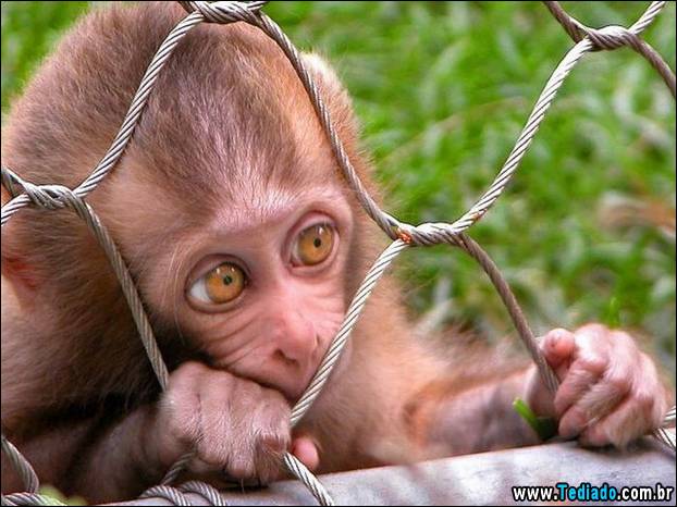 imagens_diversas_19