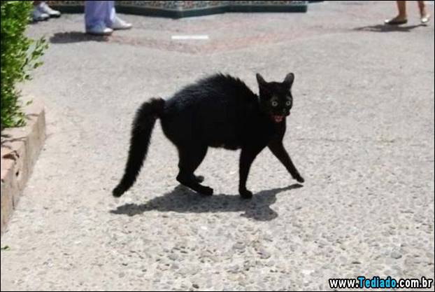 imagens_diversas_24