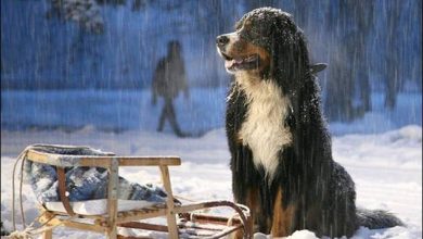 Ano Novo - O feriado mais emocionante do mundo (19 fotos) 15