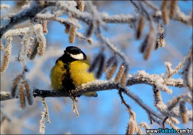 fotos-impressionantes-da-natureza-do-inverno-10