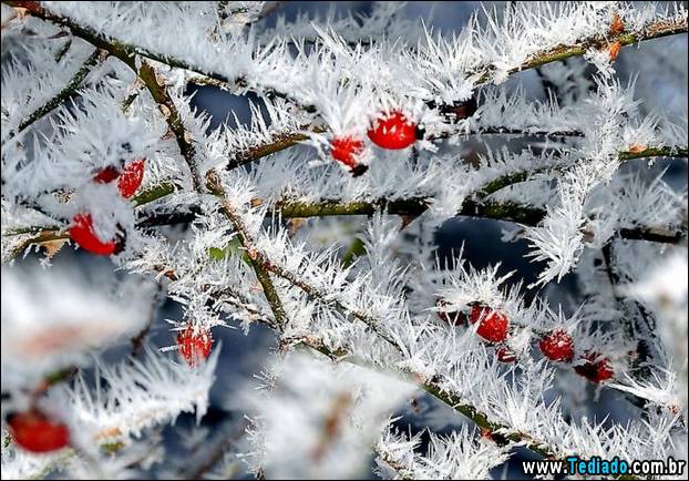 fotos-impressionantes-da-natureza-do-inverno-21