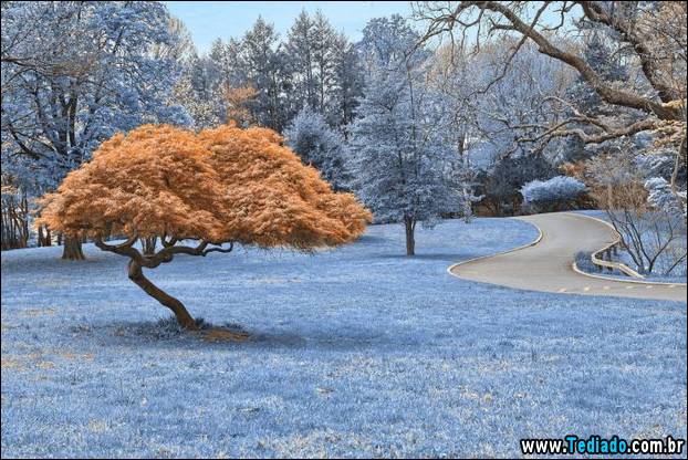 fotos-impressionantes-da-natureza-do-inverno-25