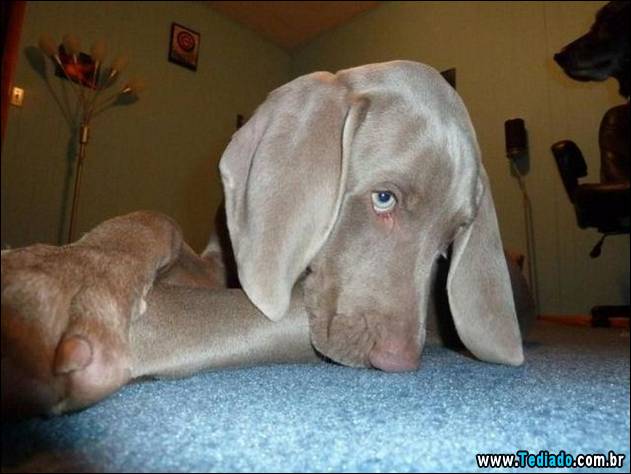 imagens-diversas-26