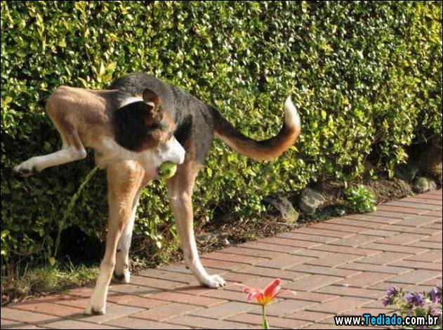 Walter the dog pissing