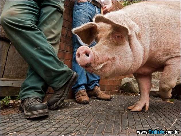 imagens-que-fazer-voce-sorrir-20