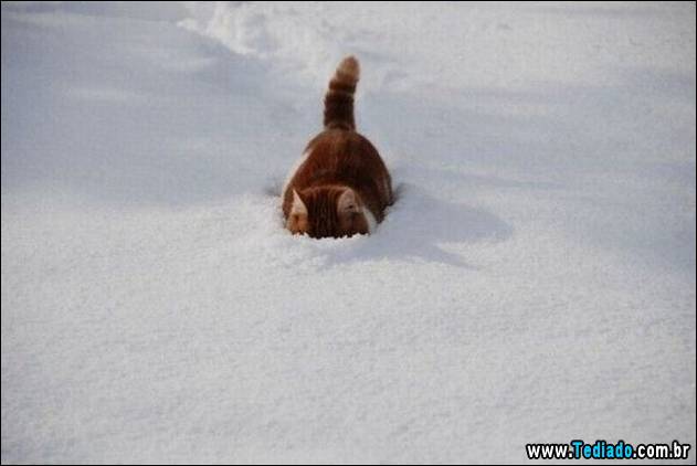 imagens-que-fazer-voce-sorrir-22