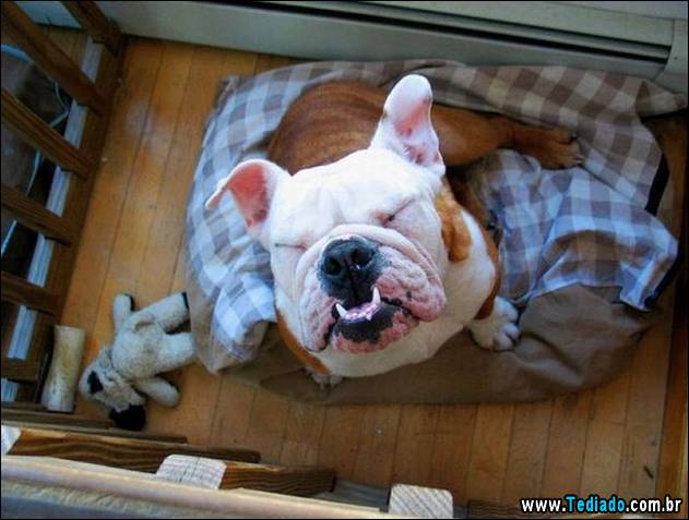 imagens-que-fazer-voce-sorrir-30