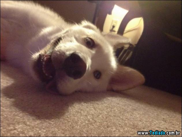 PUBLISHED by catsmob.com