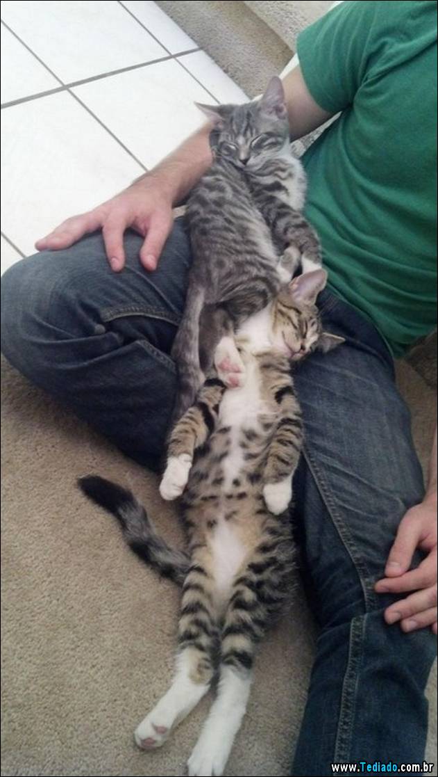 PUBLISHED by catsmob.com