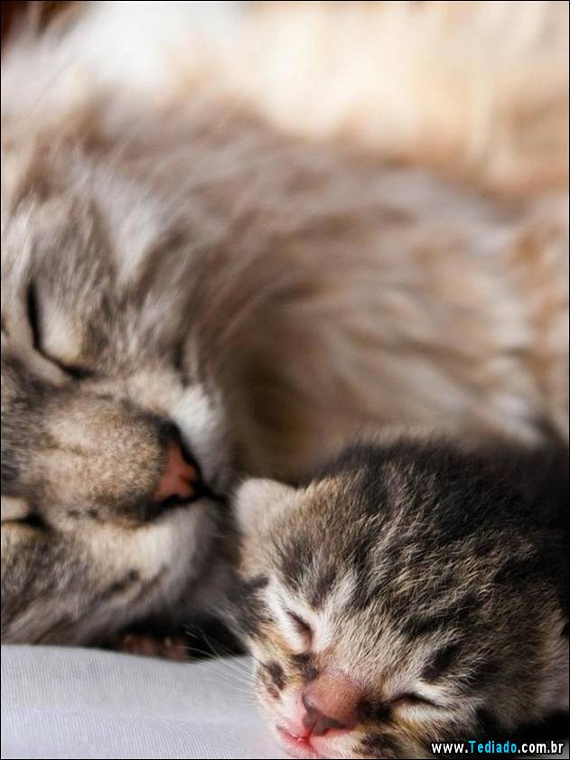 PUBLISHED by catsmob.com