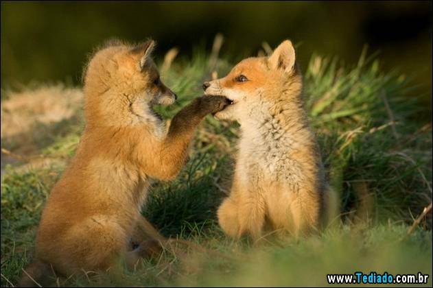 PUBLISHED by catsmob.com