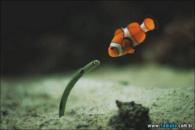 PUBLISHED by catsmob.com