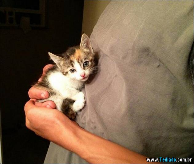 PUBLISHED by catsmob.com