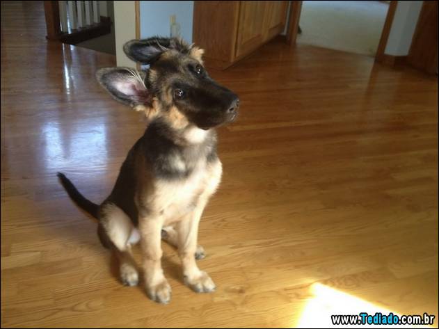 PUBLISHED by catsmob.com