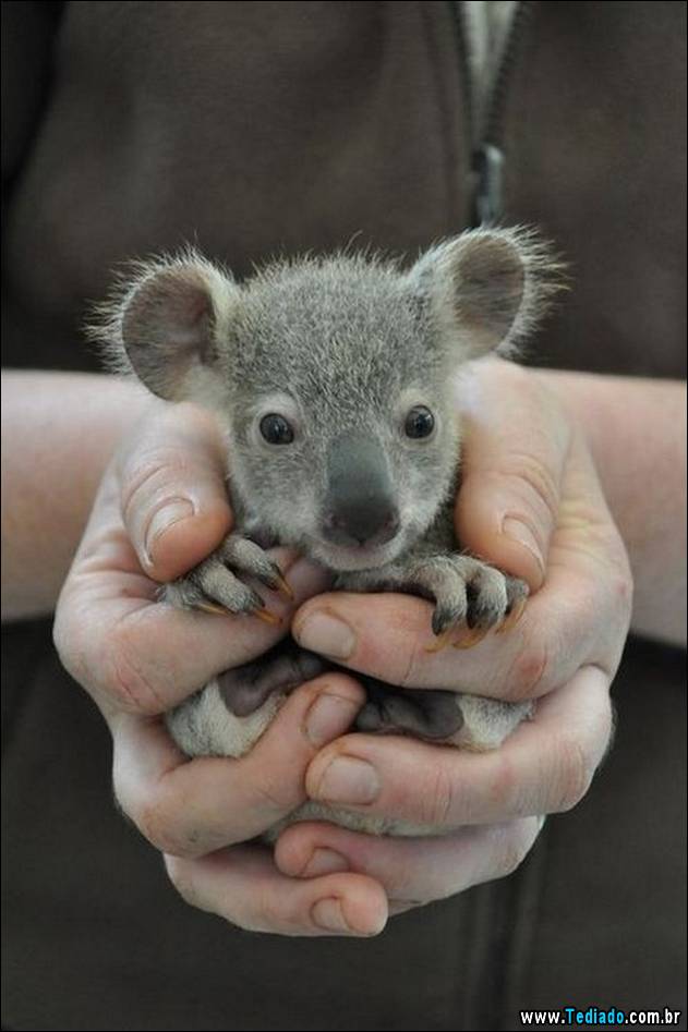 PUBLISHED by catsmob.com