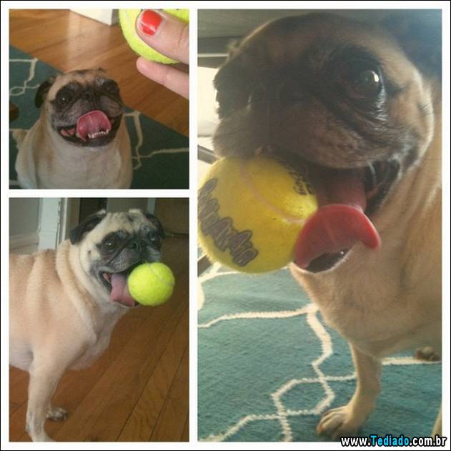 PUBLISHED by catsmob.com