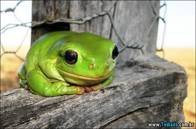 PUBLISHED by catsmob.com