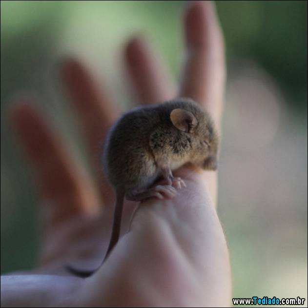 PUBLISHED by catsmob.com