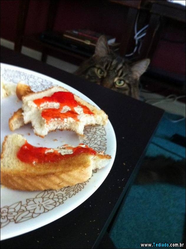 PUBLISHED by catsmob.com