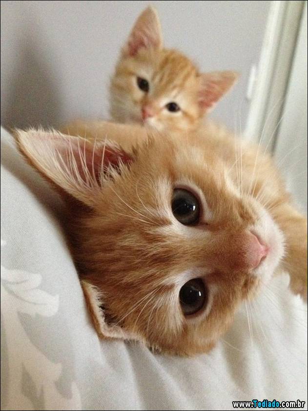 PUBLISHED by catsmob.com