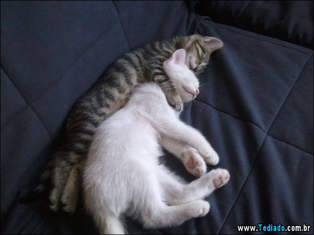 PUBLISHED by catsmob.com