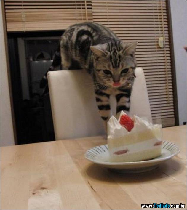 PUBLISHED by catsmob.com