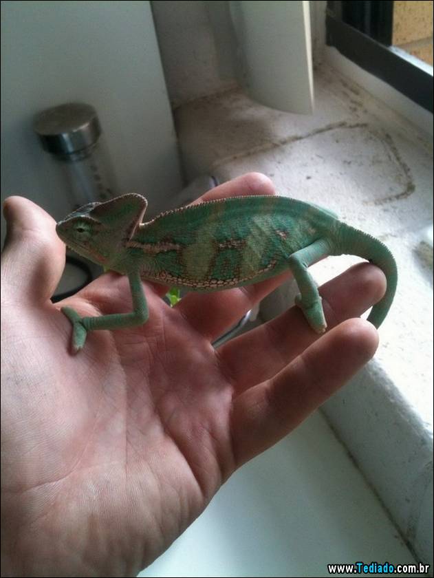 PUBLISHED by catsmob.com