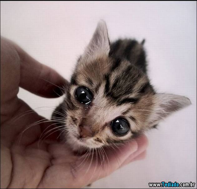 PUBLISHED by catsmob.com