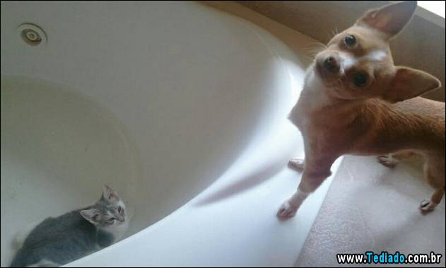 PUBLISHED by catsmob.com