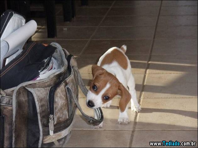 PUBLISHED by catsmob.com