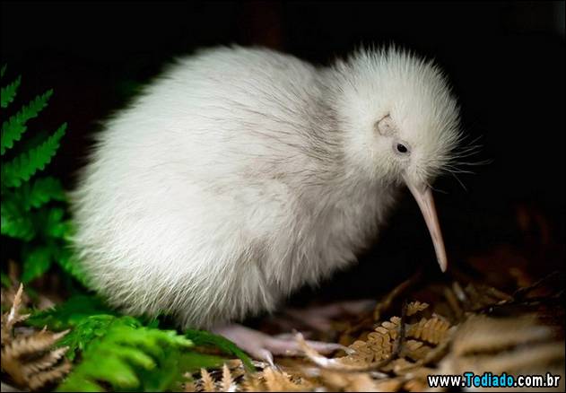 PUBLISHED by catsmob.com