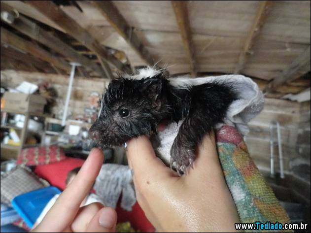 PUBLISHED by catsmob.com