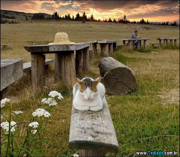 PUBLISHED by catsmob.com