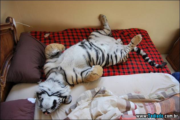 PUBLISHED by catsmob.com