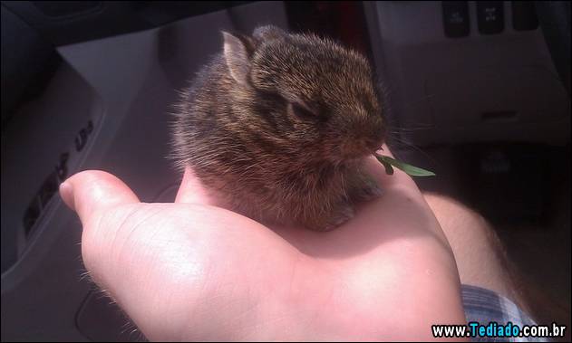 PUBLISHED by catsmob.com